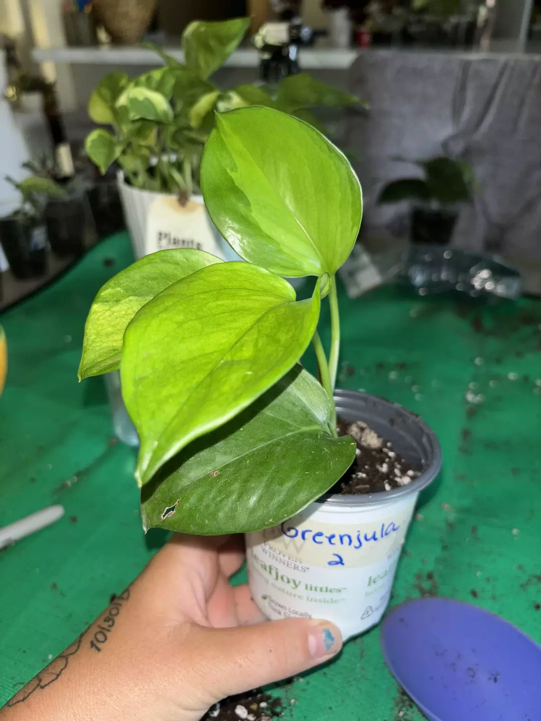 Greenjula Pothos thumbnail