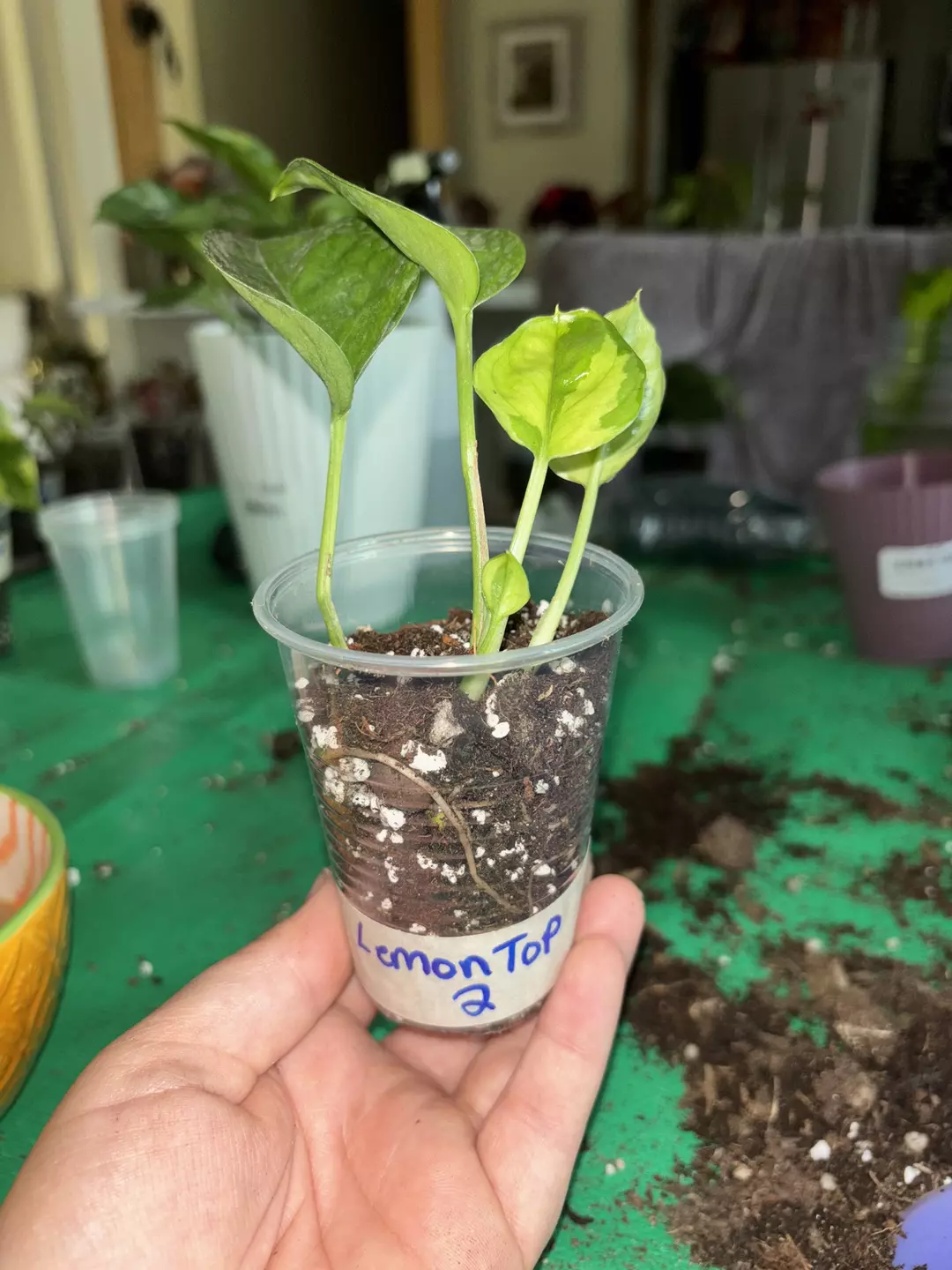 Pothos 'Lemon Top' thumbnail