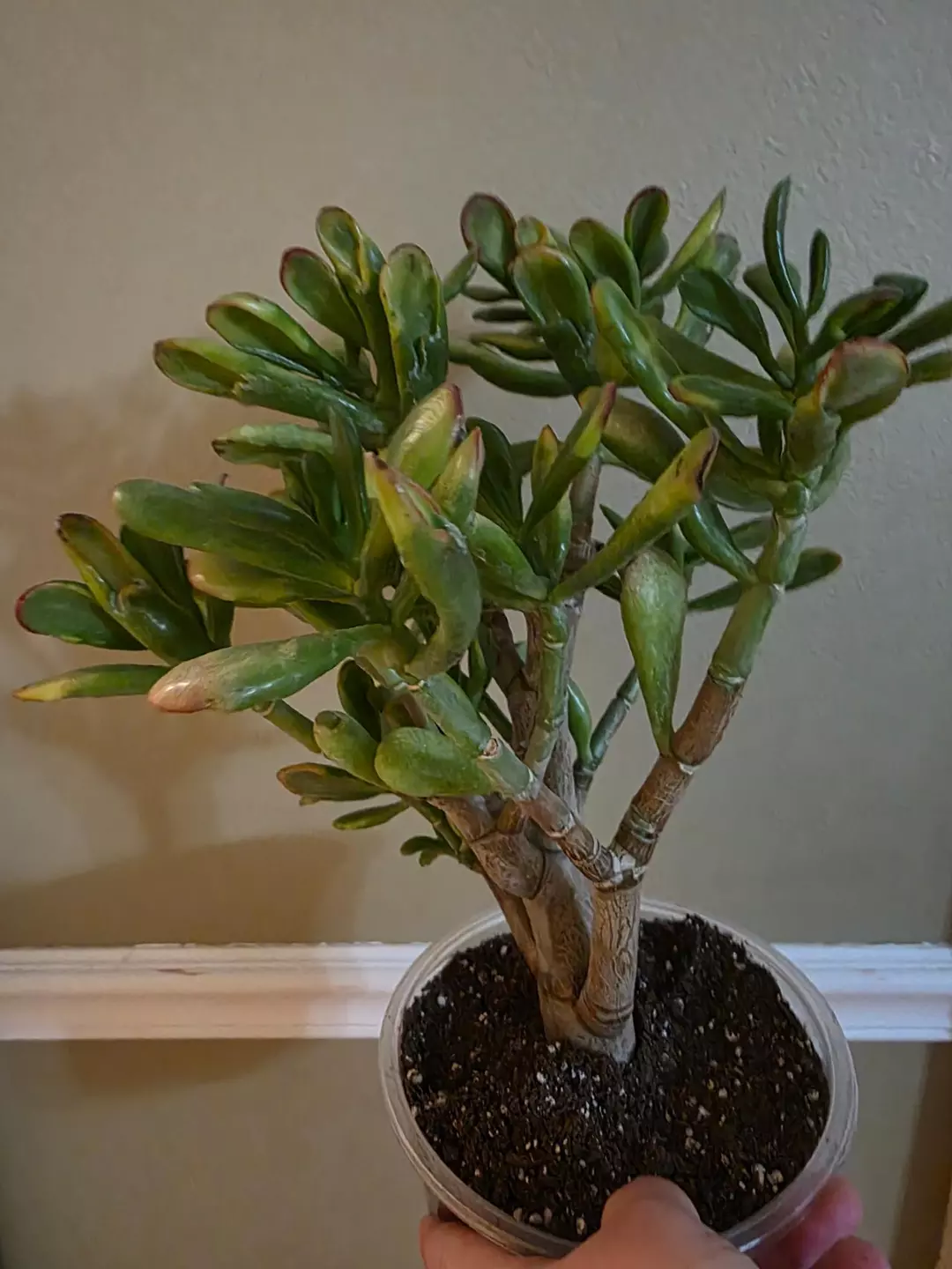 Variegated jade thumbnail