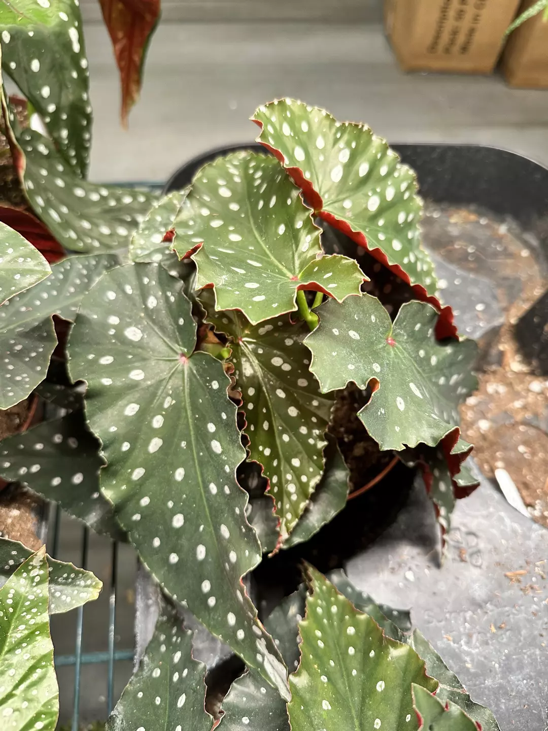 Begonia Harmony’s Muse 6” pot thumbnail