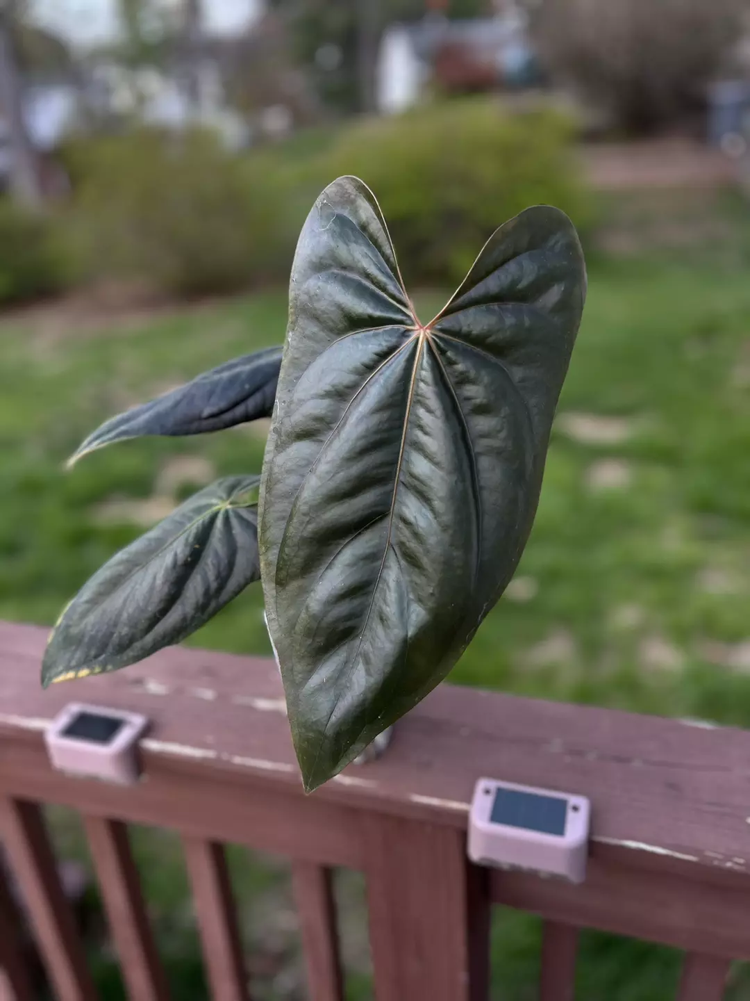 BVEP X Black Panama Mid Cut (Clone of mother shown) thumbnail