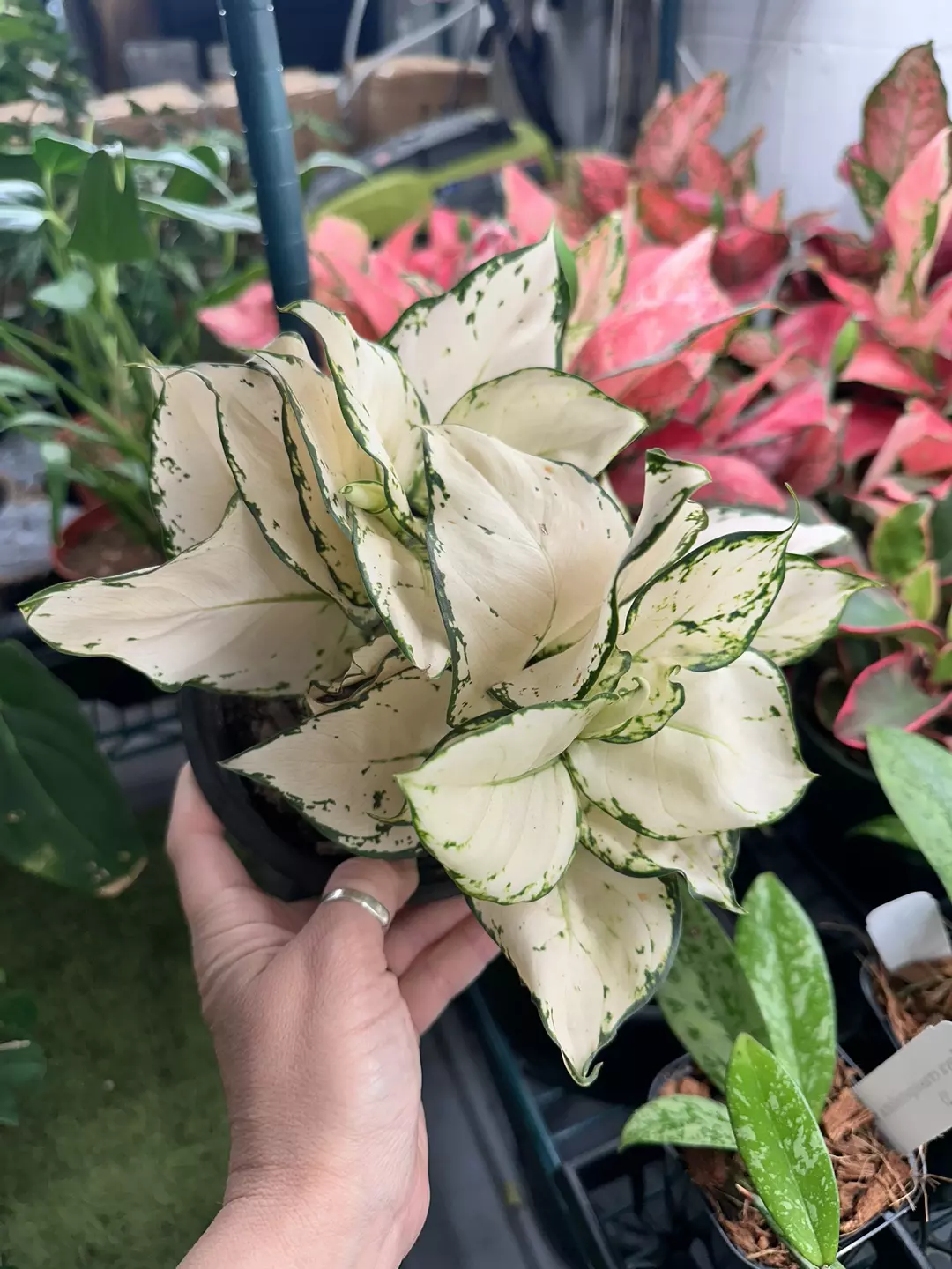 Aglaonema white valentine 6” pot thumbnail