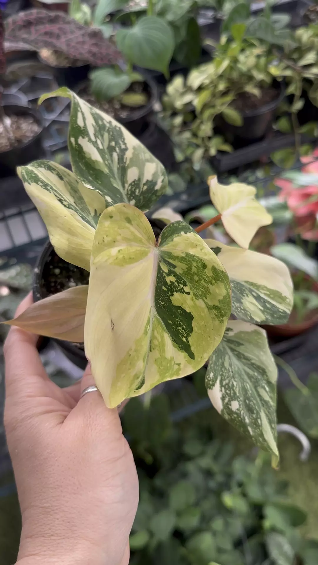 Gloriosum variegated 4” pot thumbnail