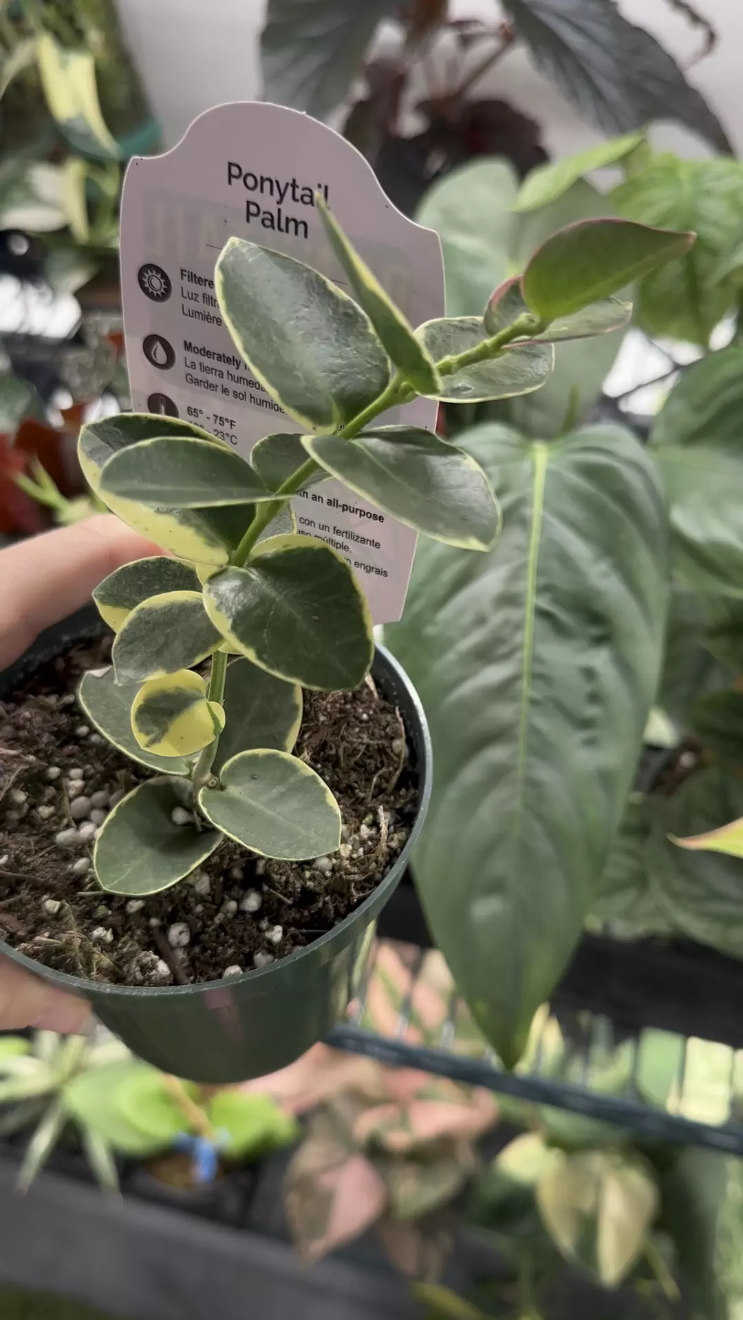 Hoya cummingiana albo 4” pot  thumbnail