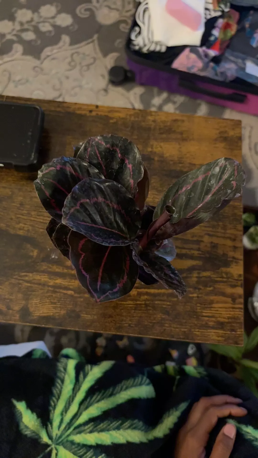 Calathea Dottie thumbnail