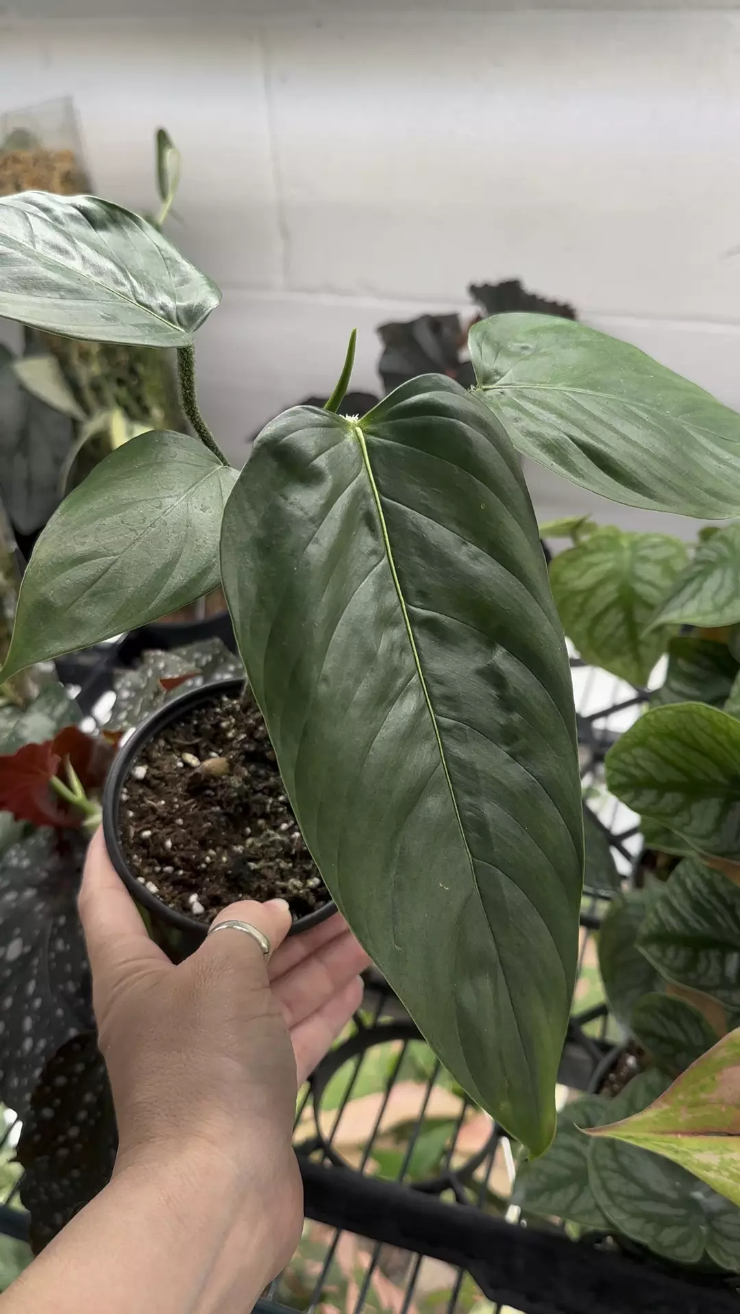 Philodendron genevievanum 4” pot thumbnail