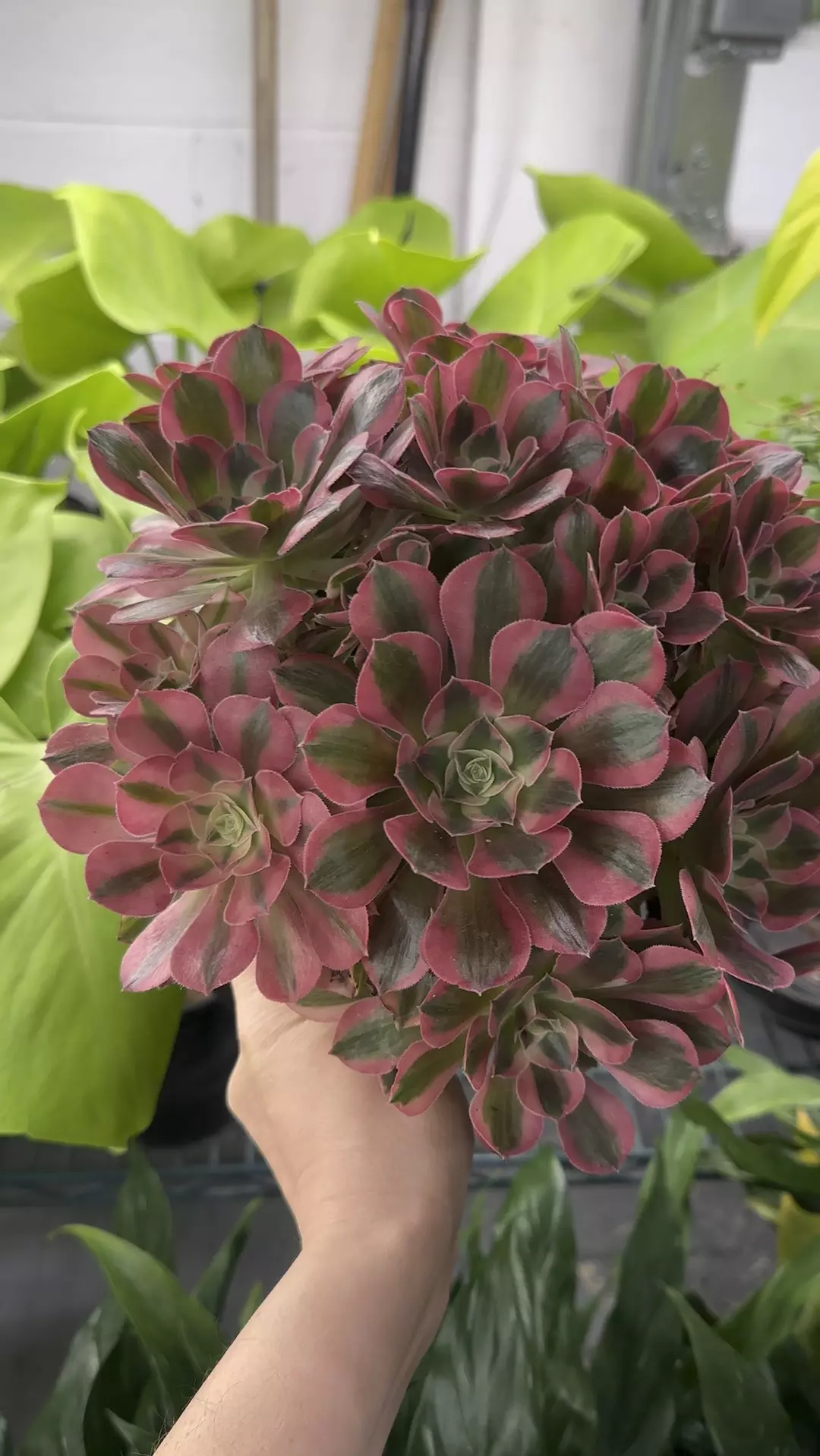 Aeonium bouquet 6” pot  thumbnail