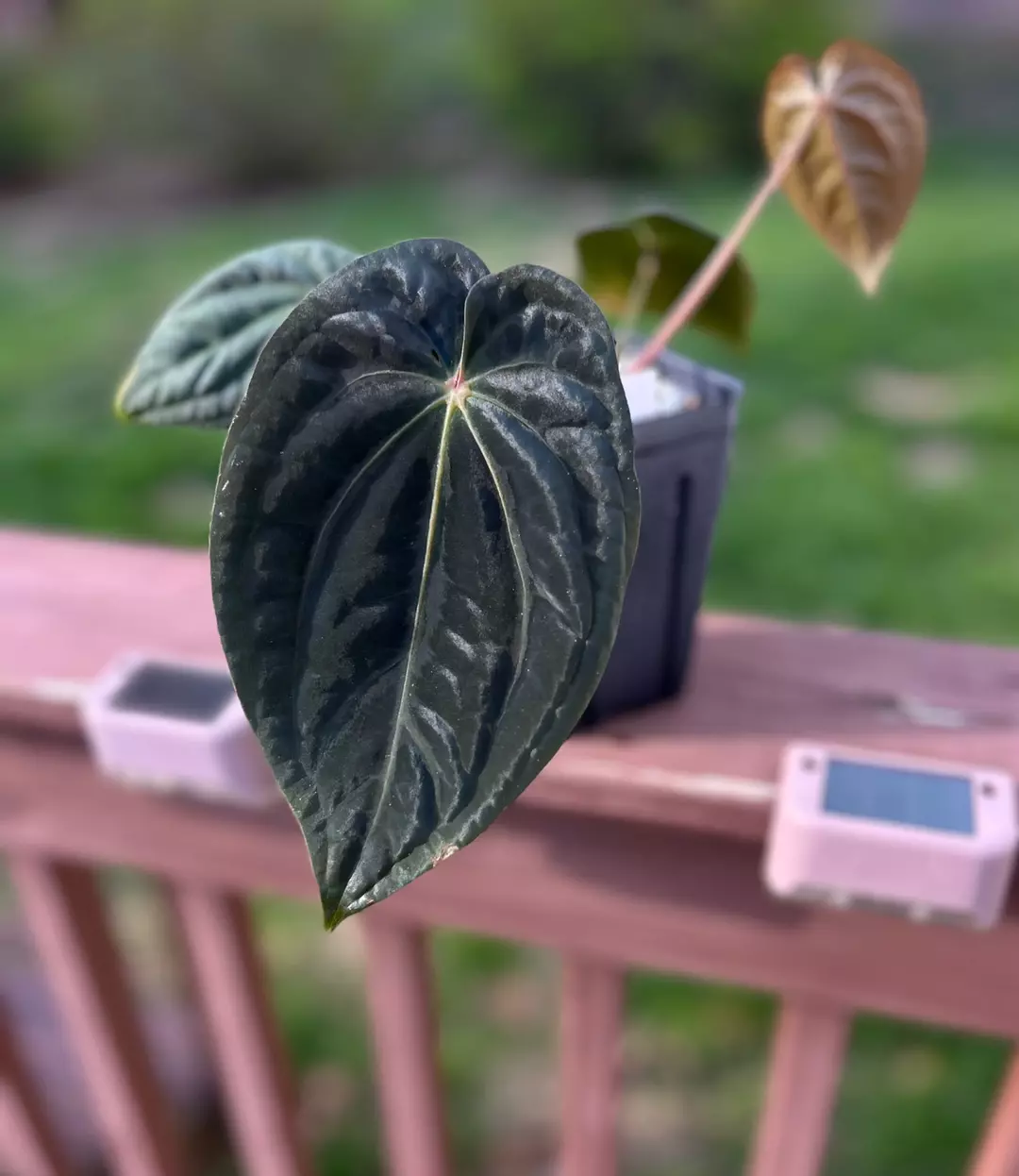 BVEP RA7X6 Clone thumbnail