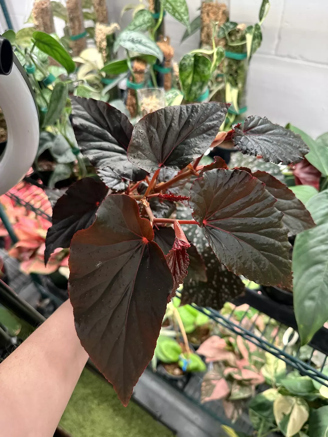 Begonia black magic 4” pot thumbnail