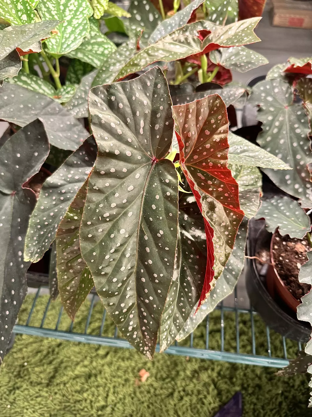 Begonia Harmony’s Keeper 6” pot  thumbnail