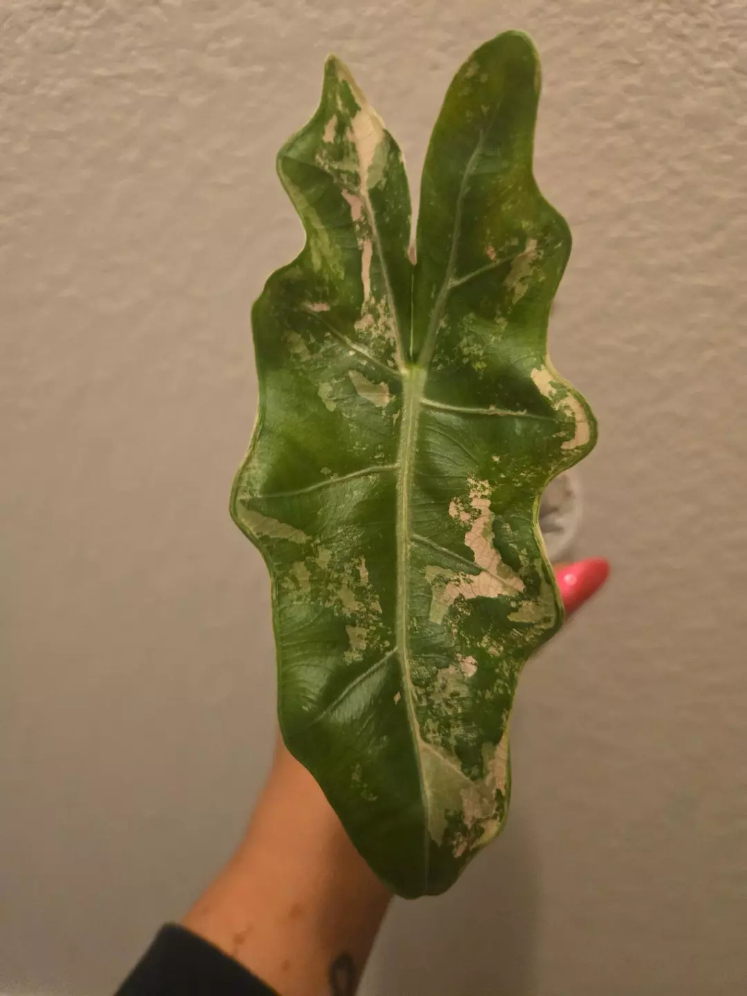 0188 alocasia pseudosanderiana pink thumbnail