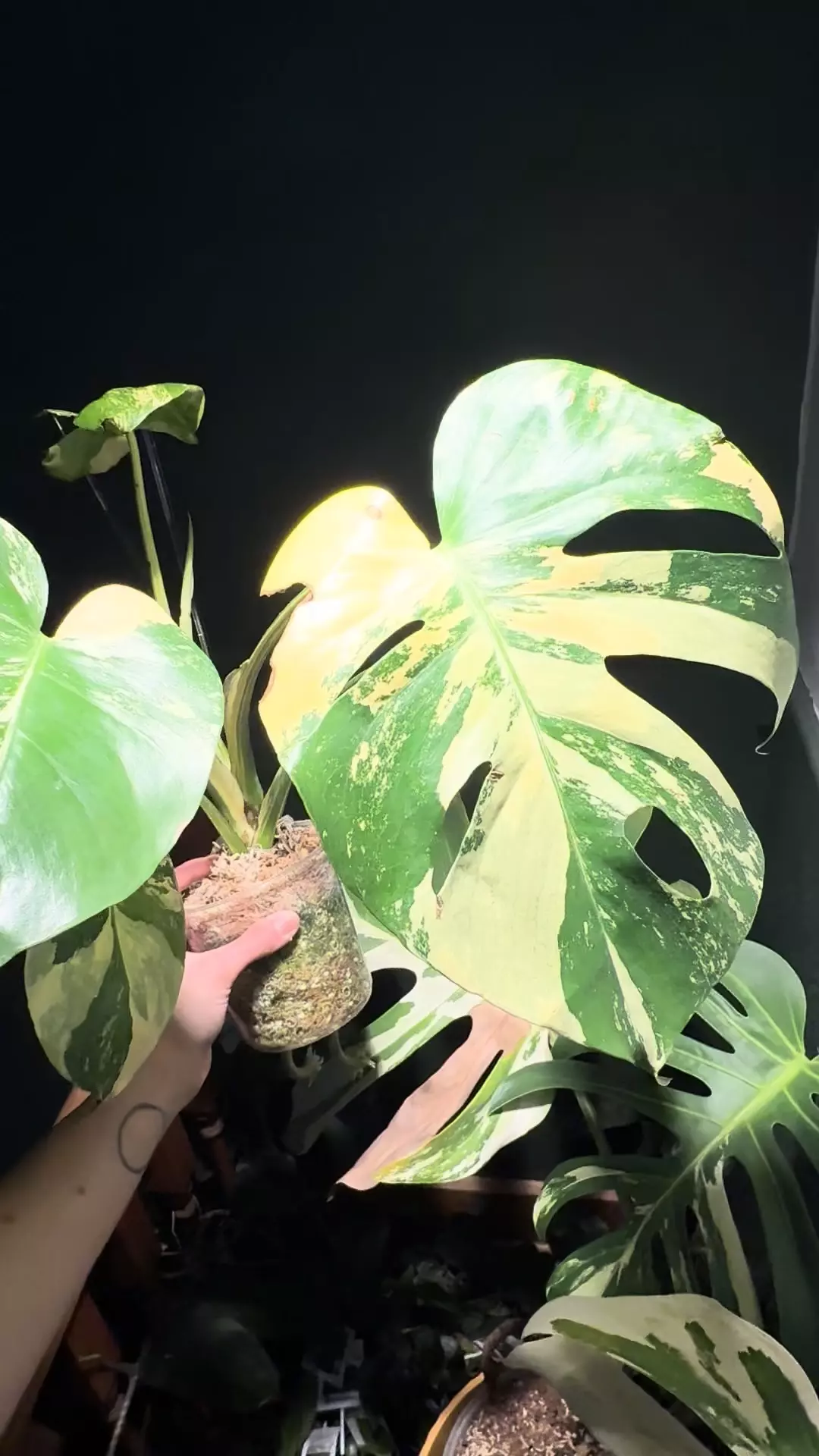 Monstera Lemon thumbnail