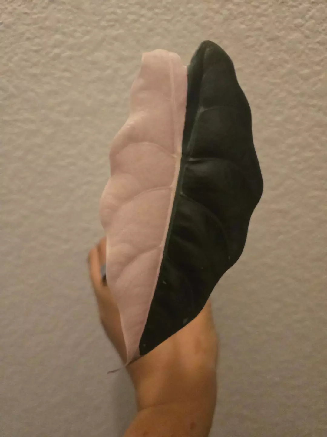 0184 alocasia chantrieri pink thumbnail