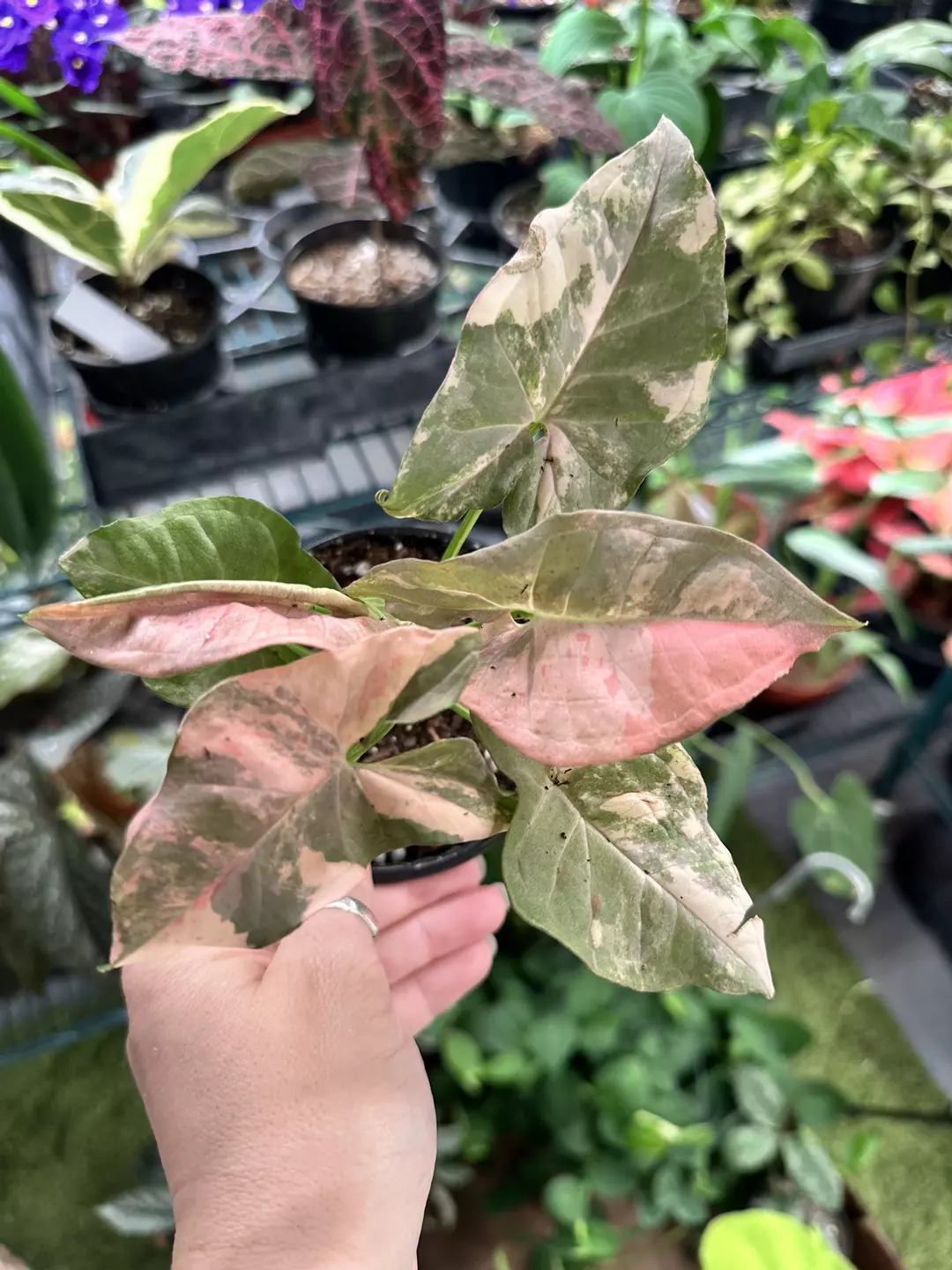 Syngonium double pink 4” pot thumbnail