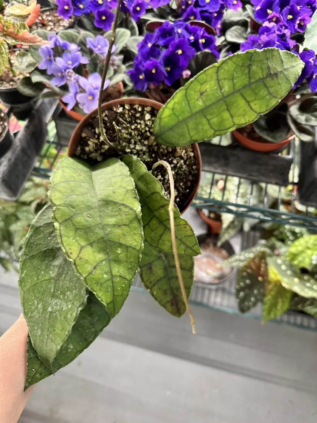 Hoya finlaysonii 5” pot thumbnail