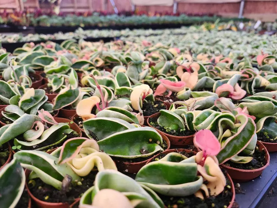 2in Hoya Rope Var thumbnail