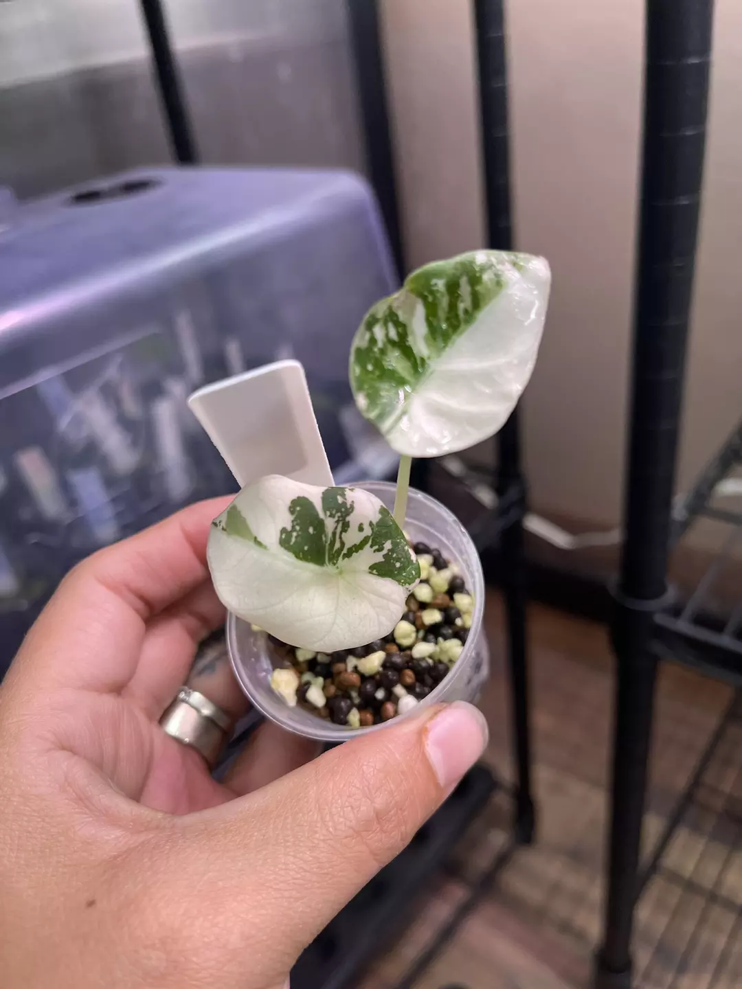 Alocasia Pink Black Velvet - TC thumbnail