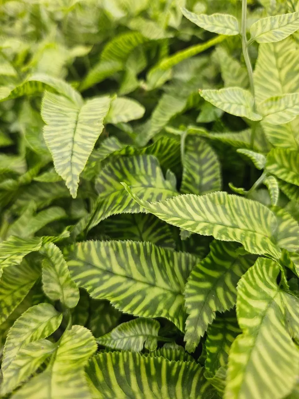 Golden Zebra Fern Plug thumbnail