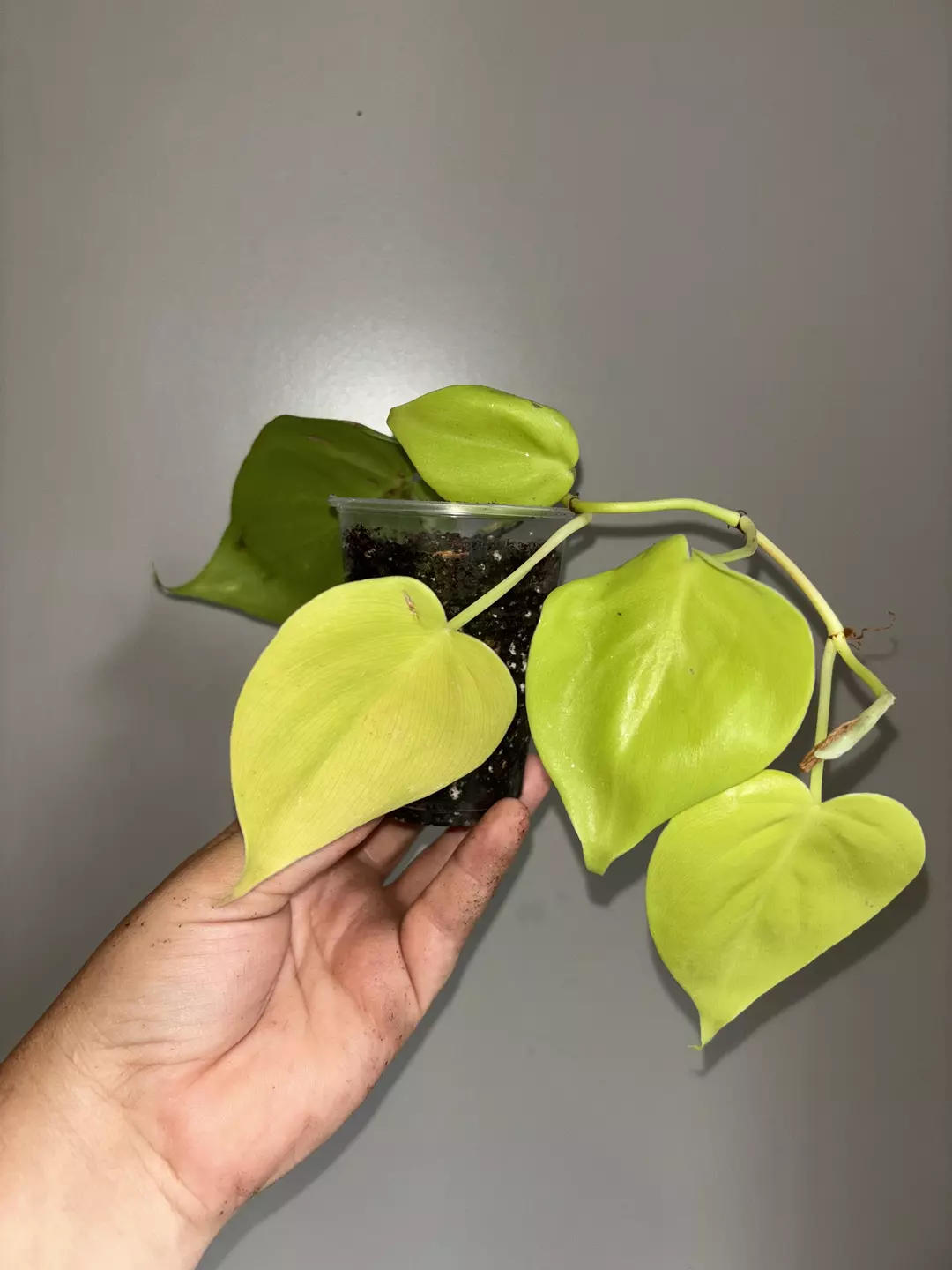 Philodendron lemon lime Heartleaf thumbnail