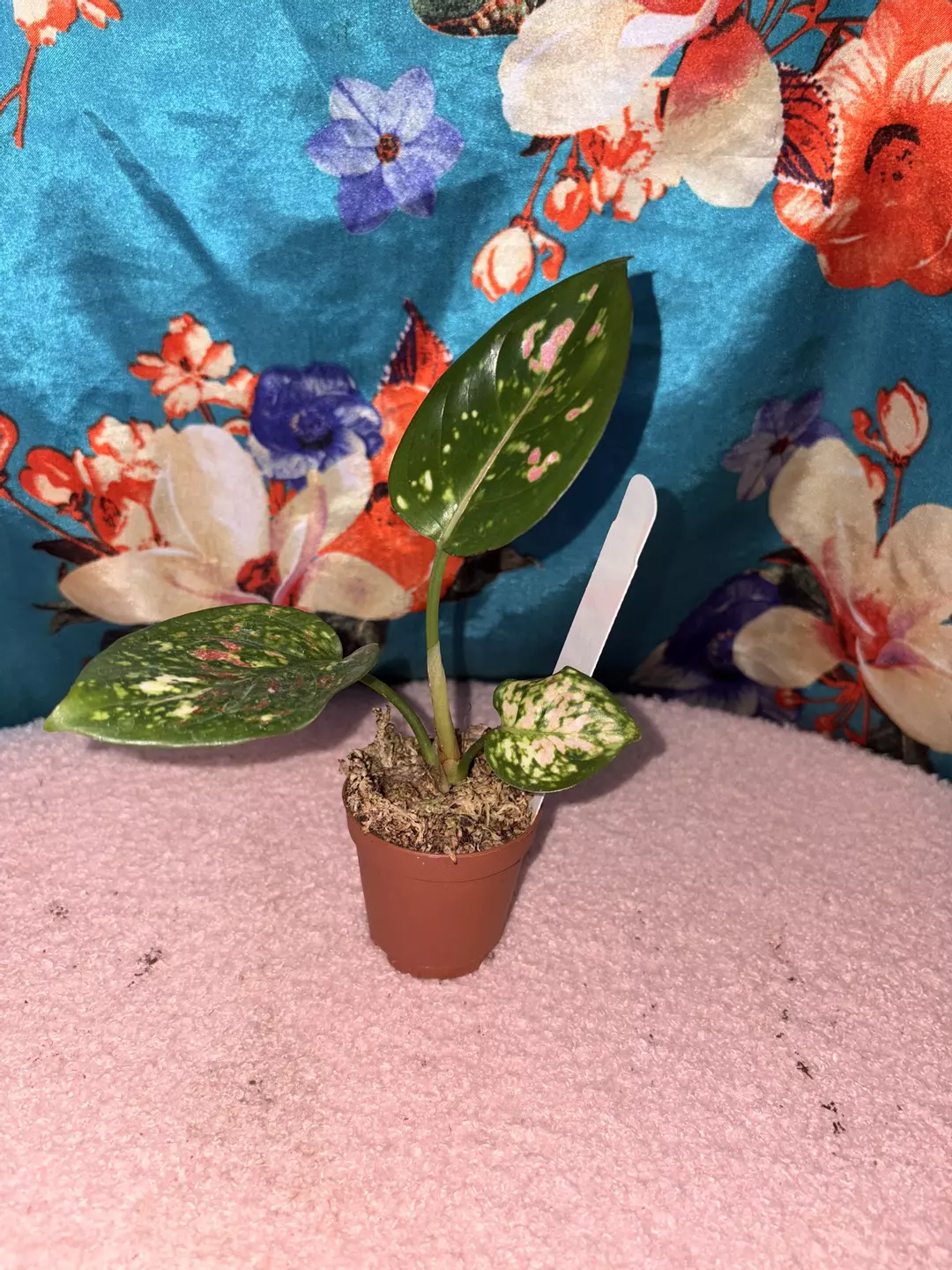 Aglaonema pink tricolor thumbnail