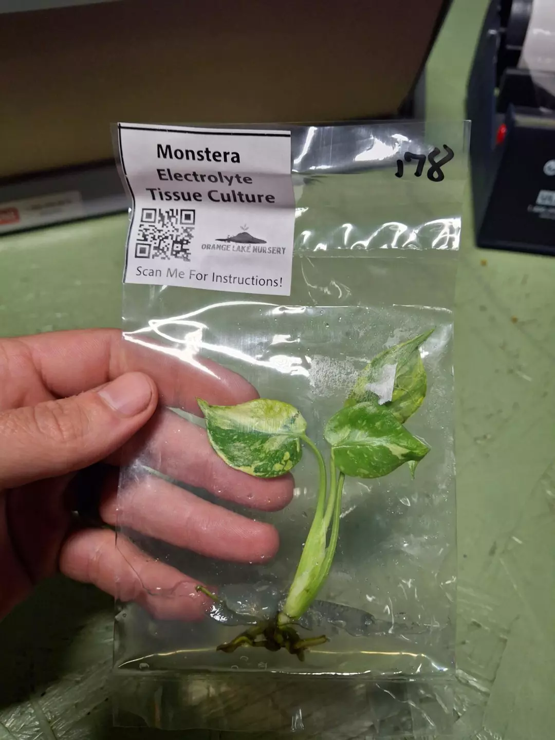 Tc Monstera Electrolyte thumbnail