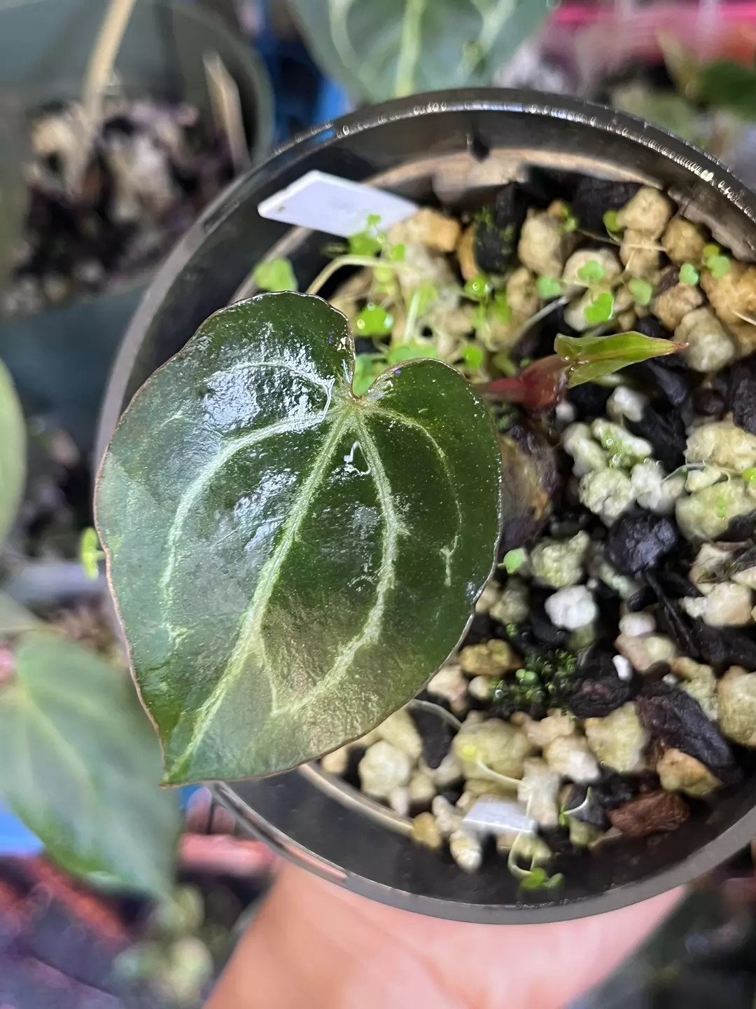 Anthurium Black Widow x Michelle division thumbnail