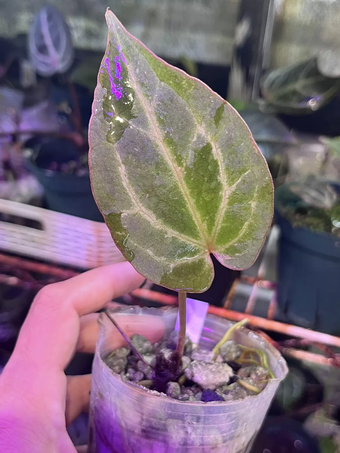 Anthurium Black Widow x Michelle division thumbnail