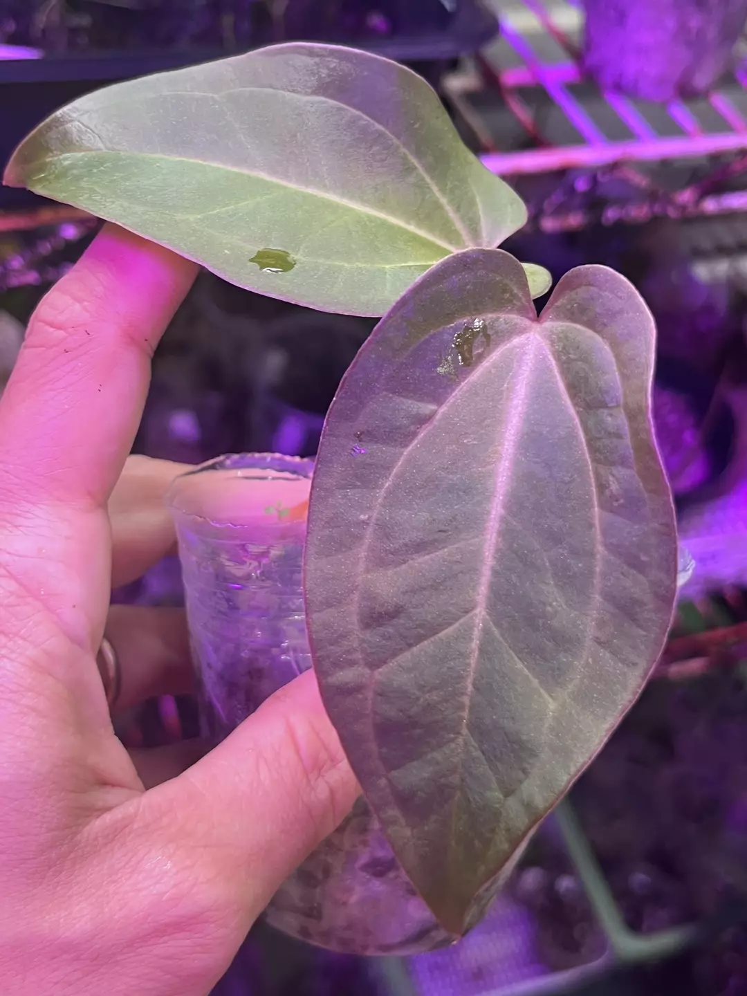 Anthurium bundle division: AOS x Besseae aff and sp. Limon thumbnail