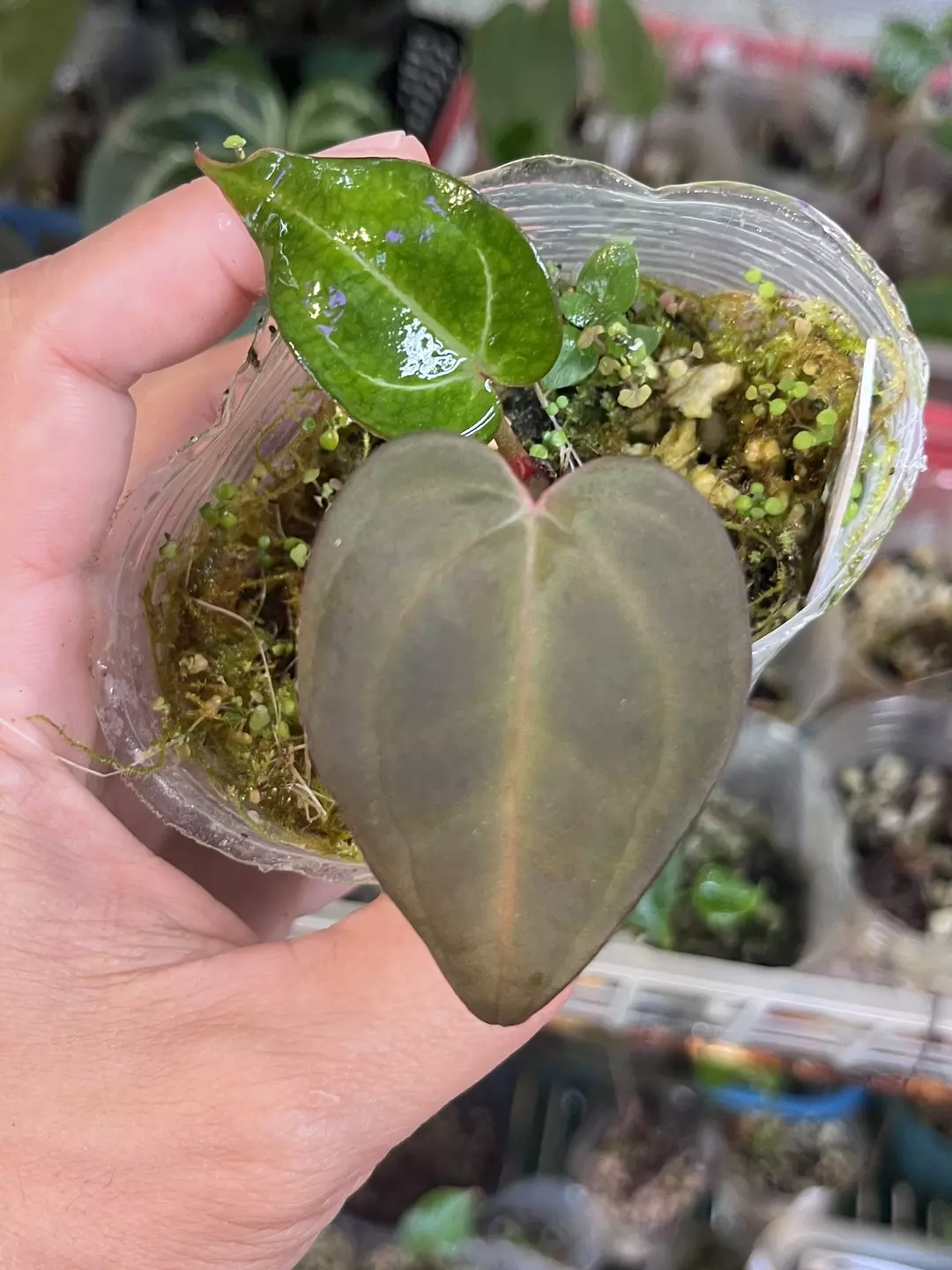 Anthurium Black Widow x Michelle division thumbnail