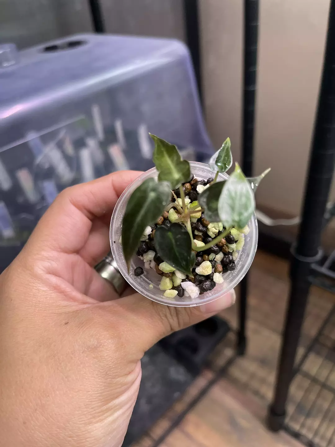 Alocasia Bambino - TC thumbnail