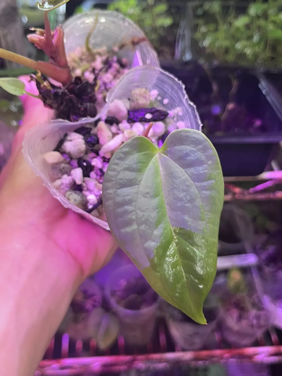 Anthurium bundle division: Stripey x AOS ans Pap x AOS x Lucens thumbnail