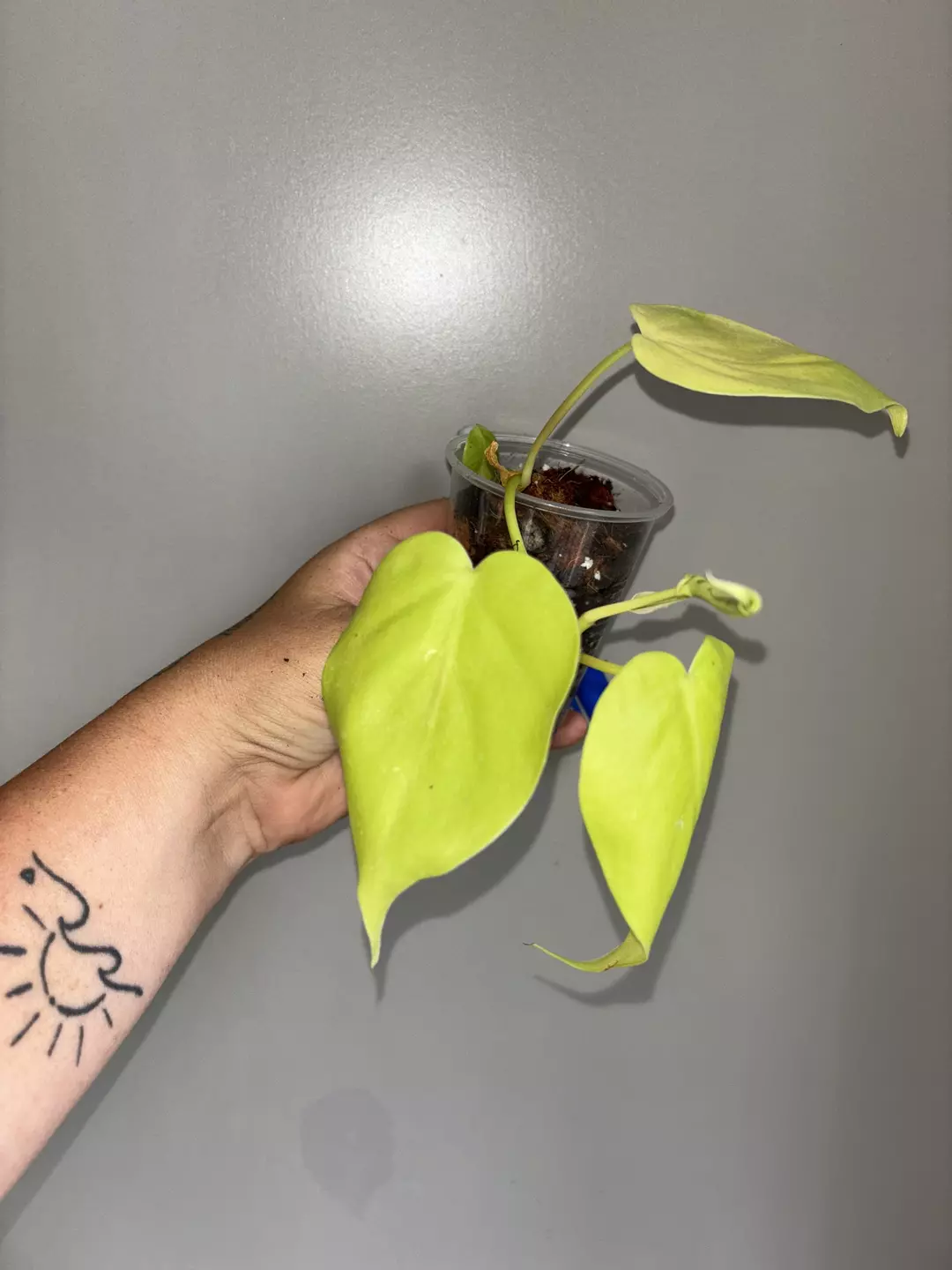 Philo Lemon Lime Heartleaf thumbnail