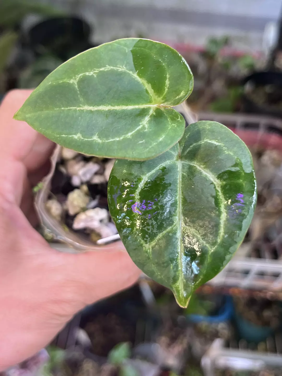 Anthurium Black Widow x Michelle x self (Tezula) thumbnail