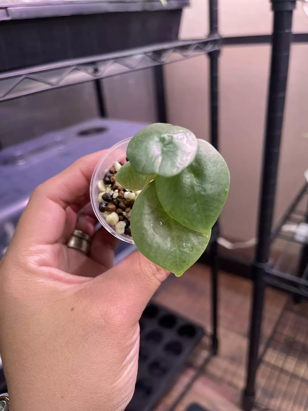Alocasia Nebula - TC thumbnail