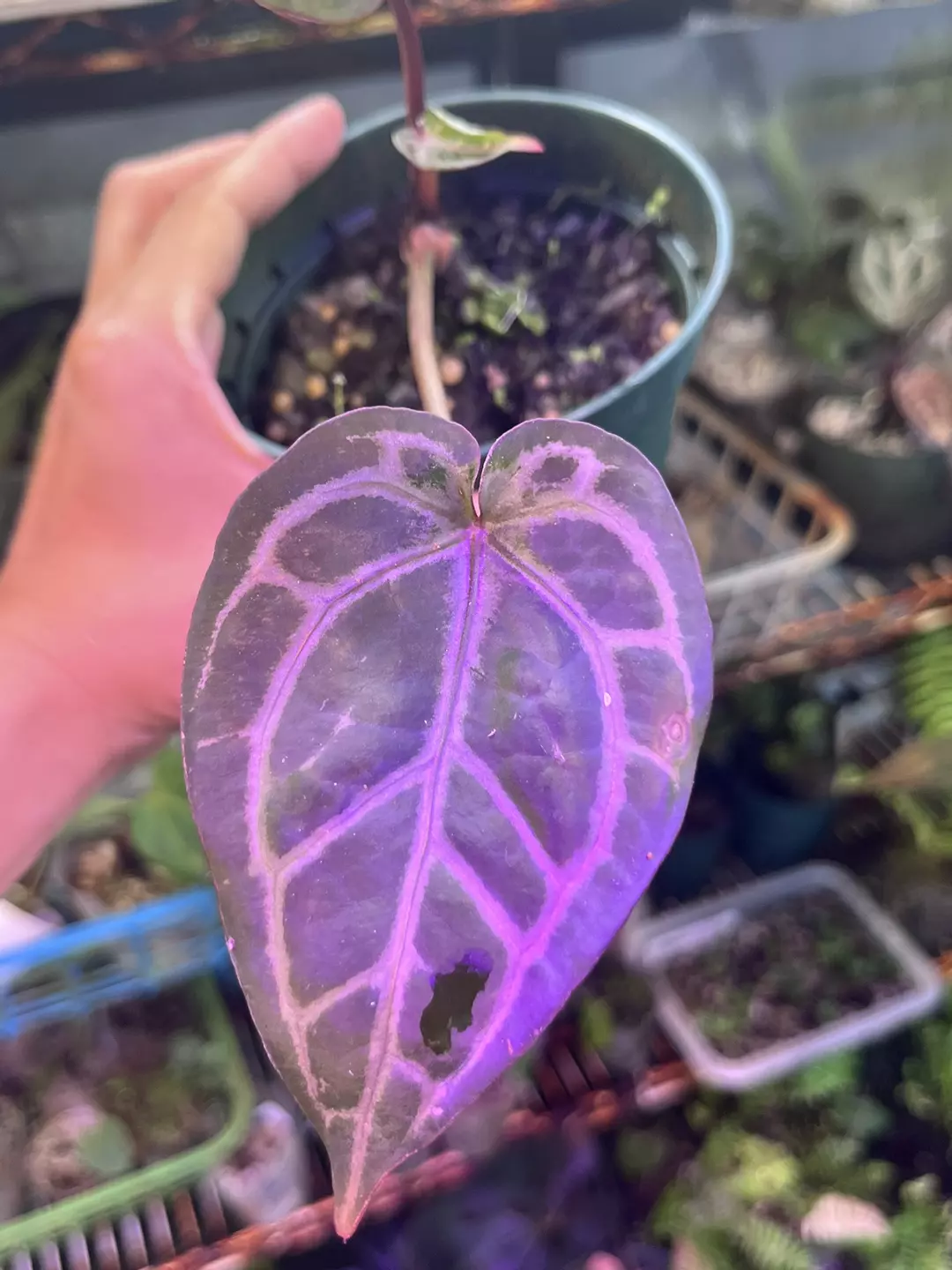 Anthurium Tim anderson Memoriam thumbnail