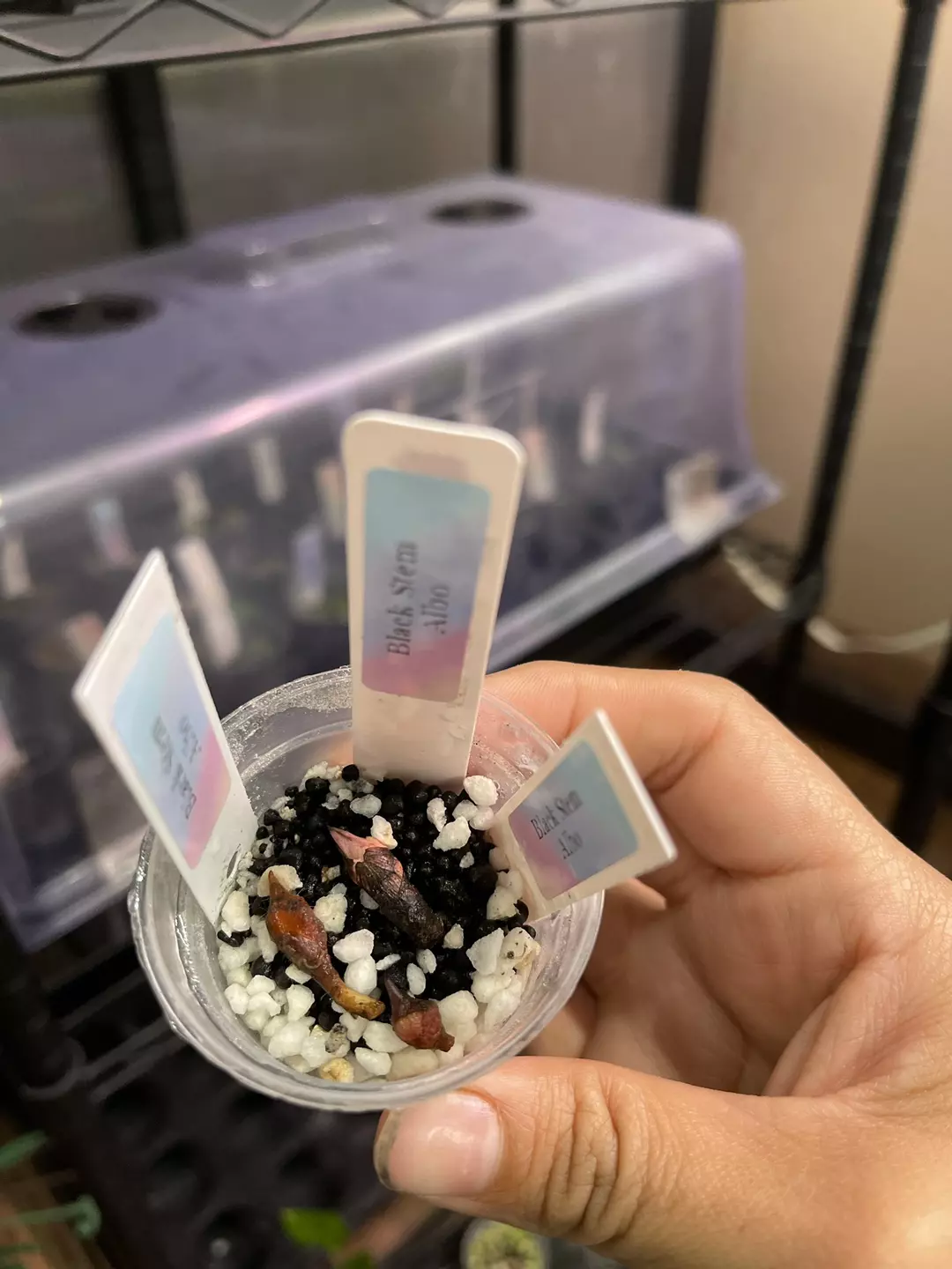 CORM- Black Stem Albo **Flash Sale for new customers** thumbnail