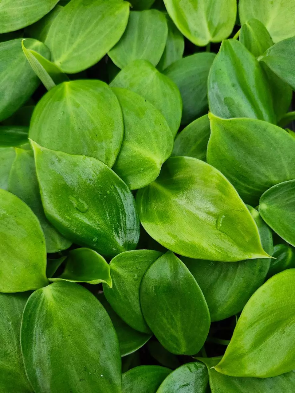 Philodendron Sparkling Hear Plug thumbnail