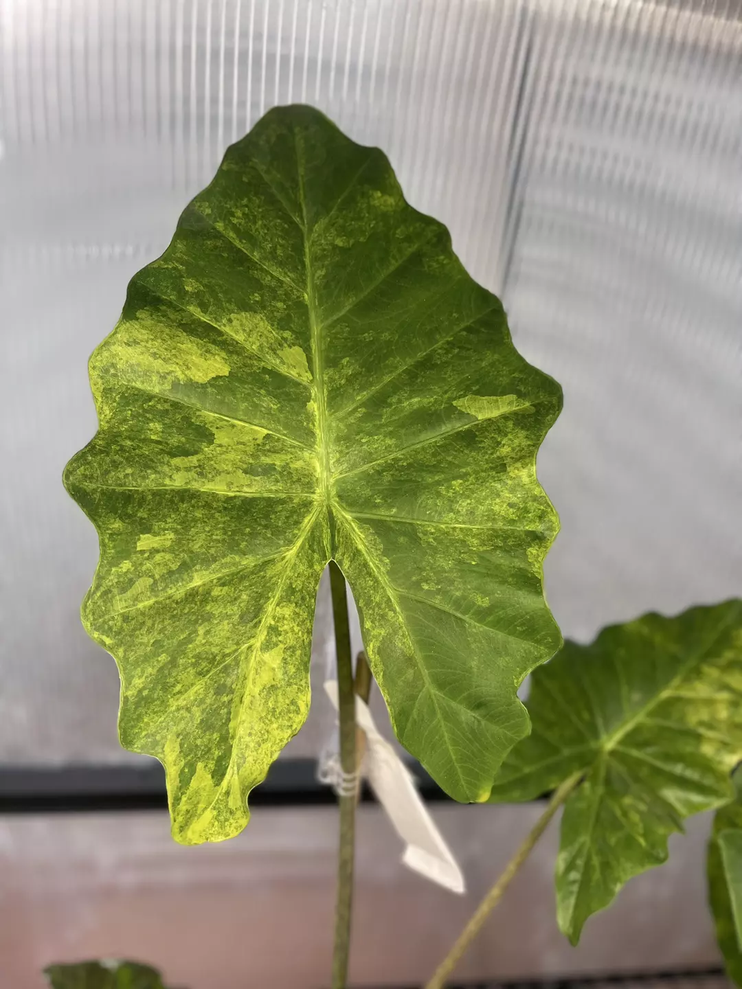 Sprouted Corm- Alocasia Lowrider Aurea thumbnail