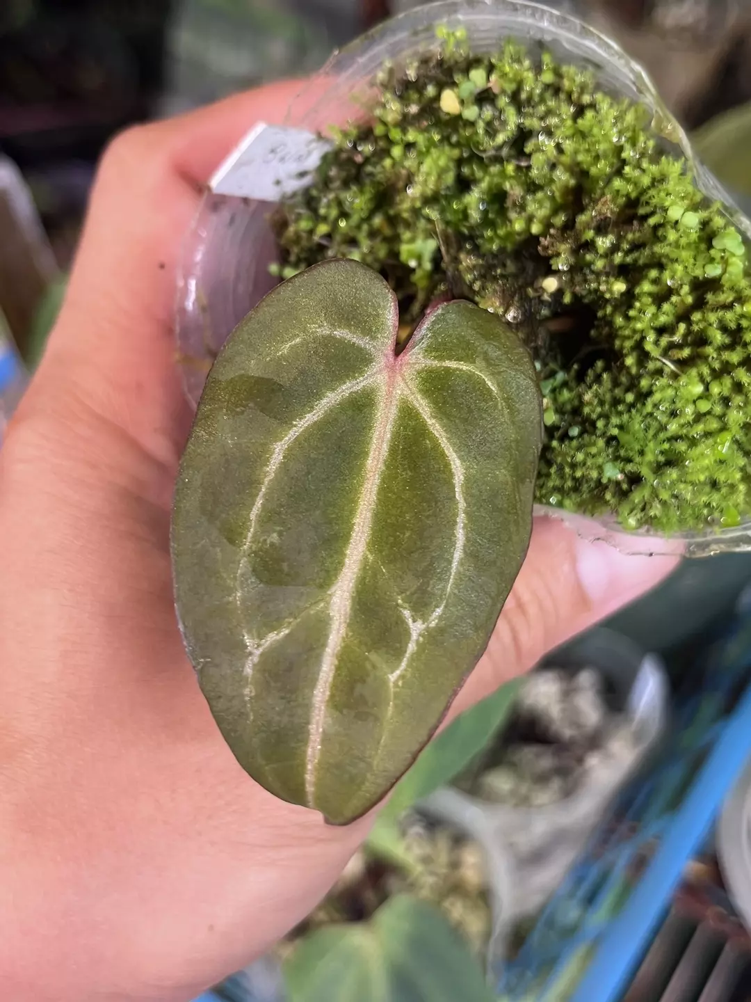 Anthurium Black Widow x Michelle division thumbnail