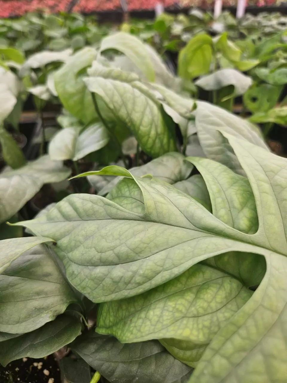 Amydrium Spiderman Plug thumbnail