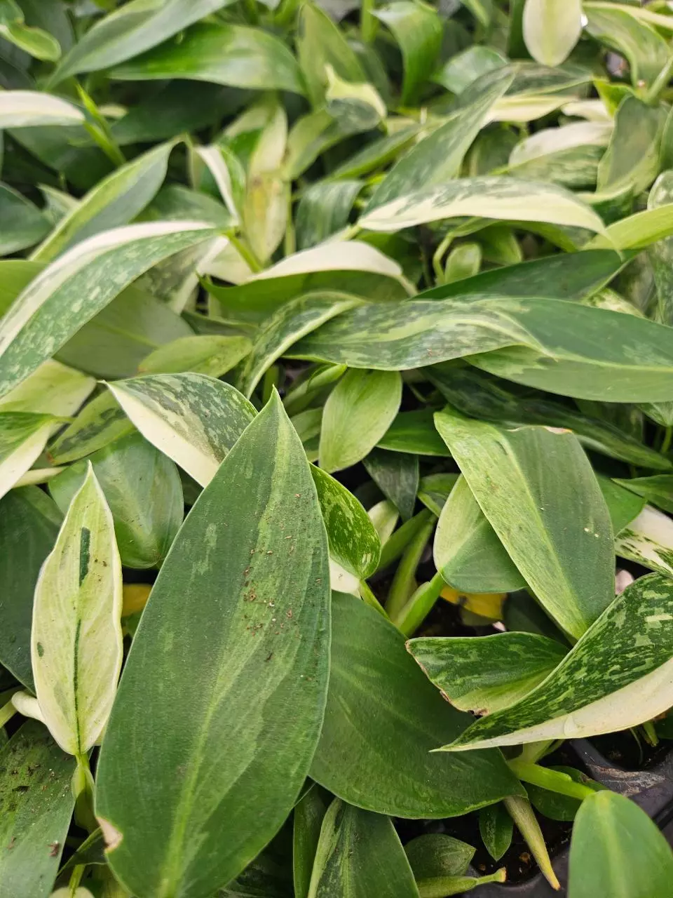 Philodendron Jose Buono Plug thumbnail