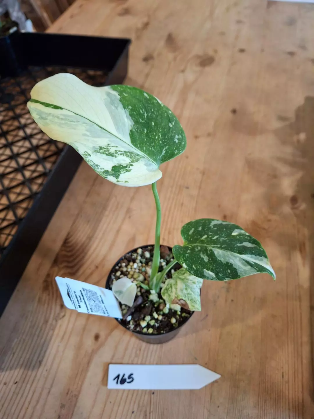 3in Thai constellation 165 thumbnail