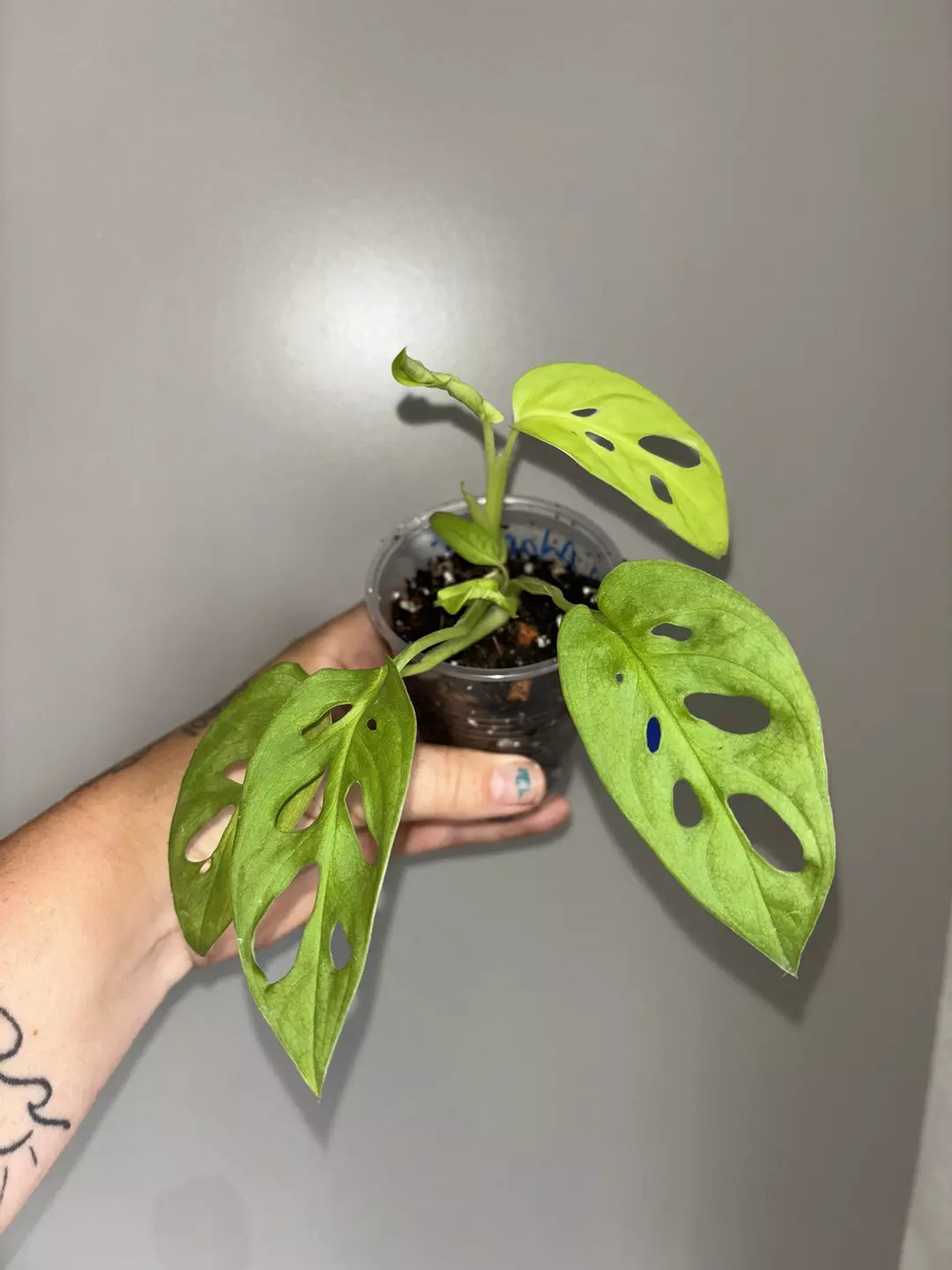 Monstera Adansonii 'Neon' thumbnail