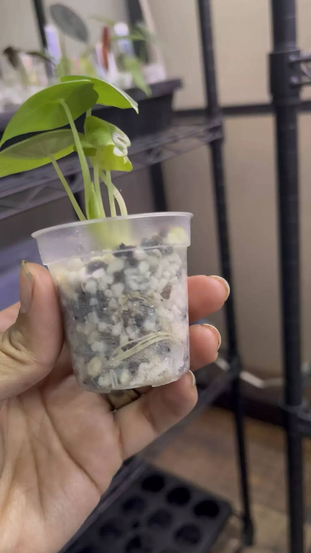 Alocasia Nebula - T thumbnail