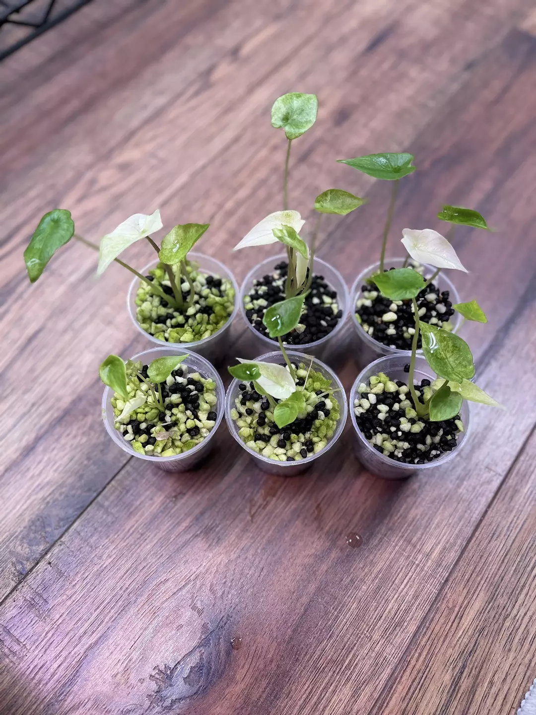 Alocasia Scalprum Mint - TC thumbnail