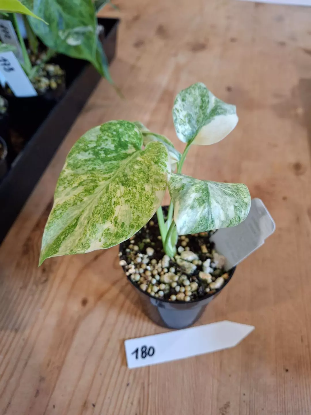 3in Monstera Legacy 180 thumbnail