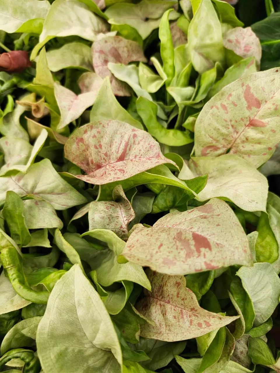 Syngonium Milk Confetti plug thumbnail