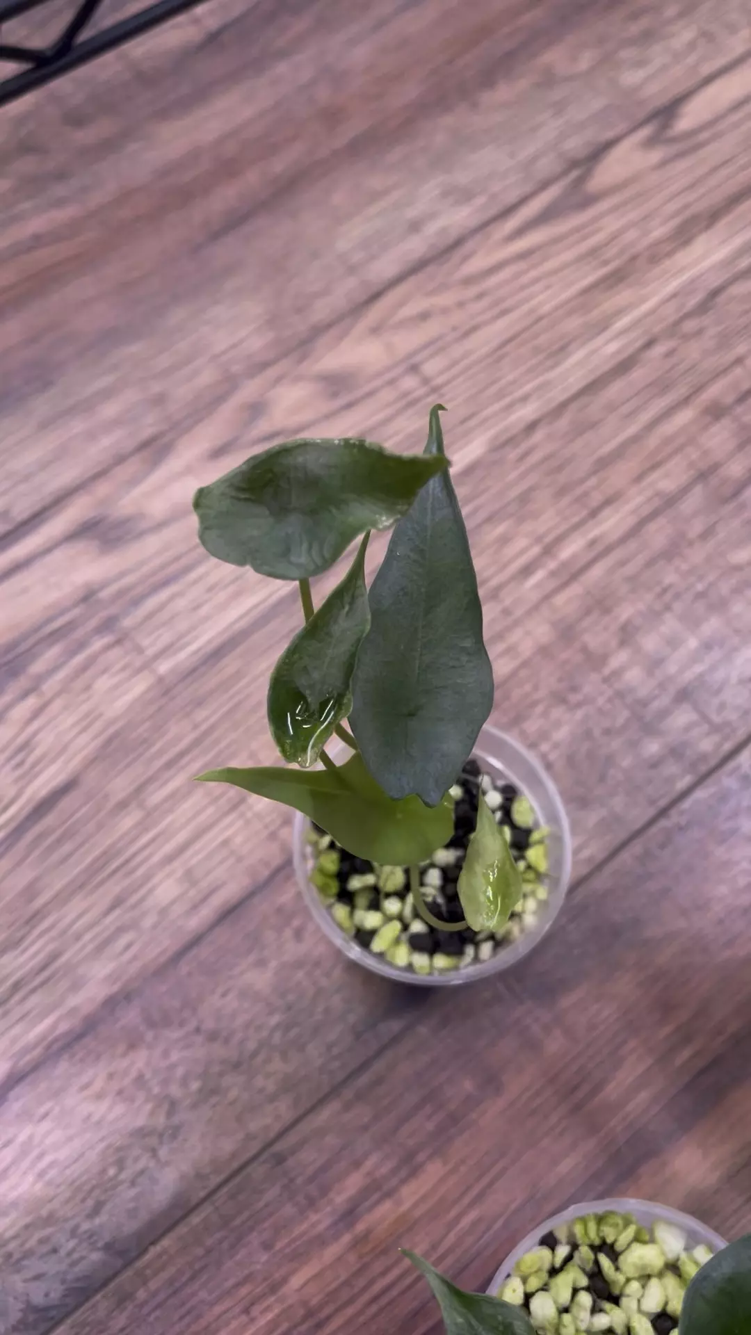 Alocasia Simpo - TC thumbnail