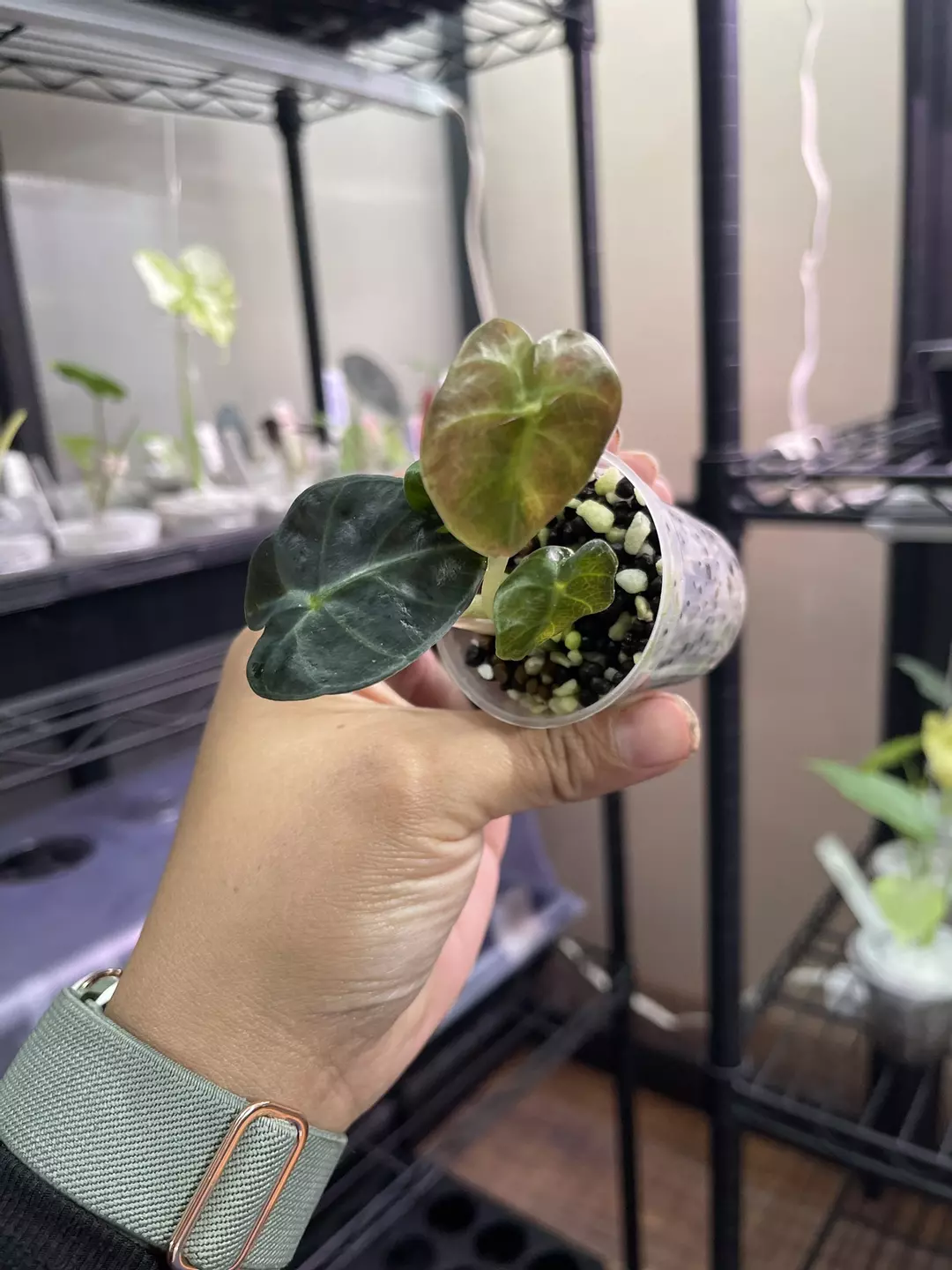 Alocasia Pink Balloon Heart - TC (Low color) thumbnail