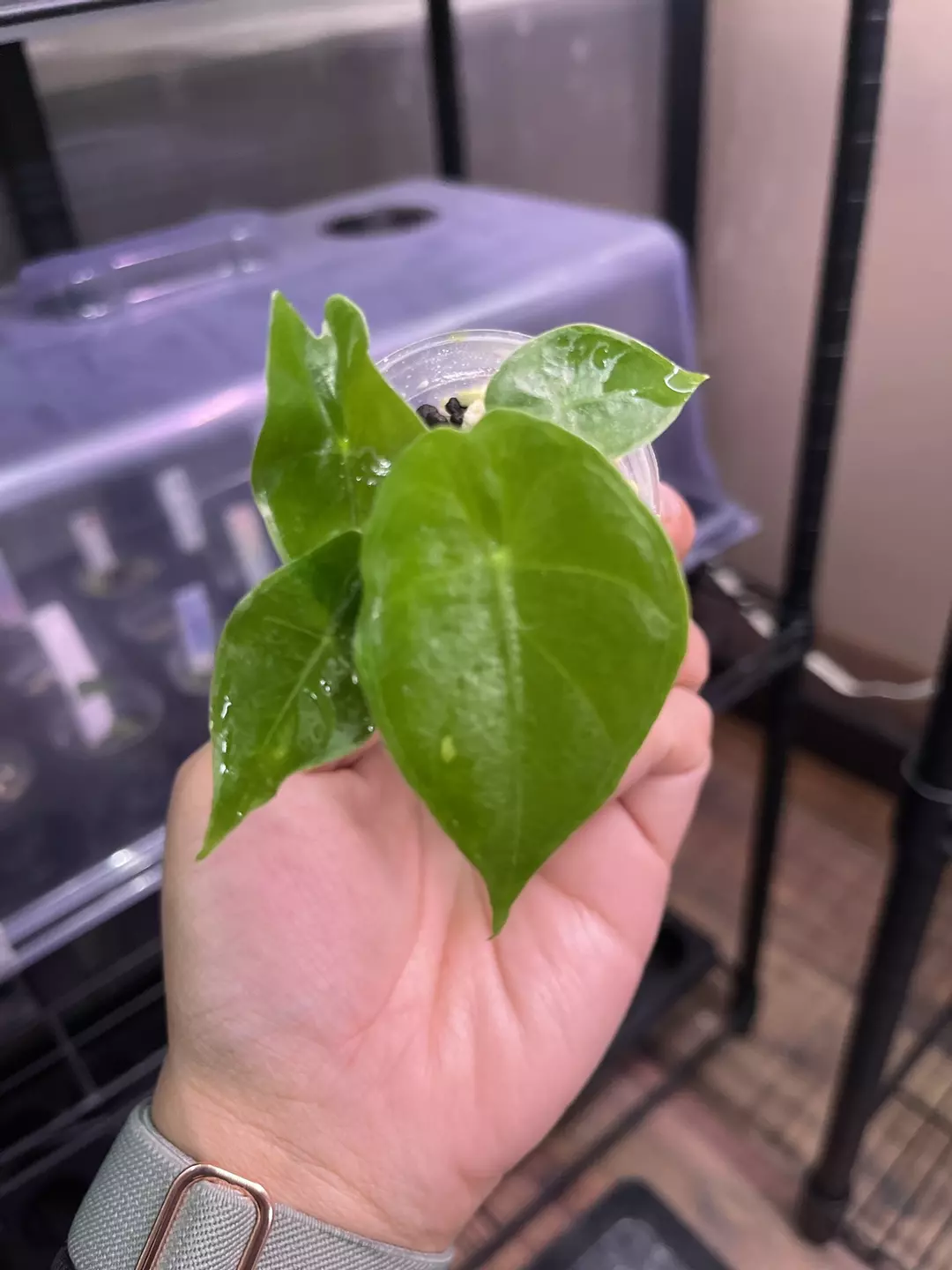 Alocasia Nairobi Nights - TC thumbnail
